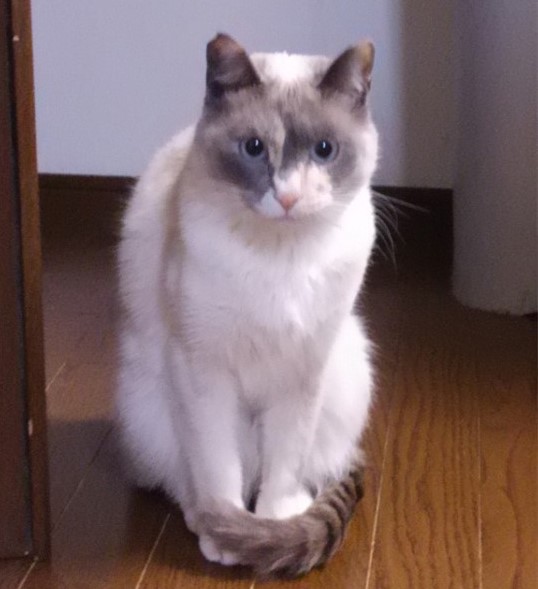 ロビン