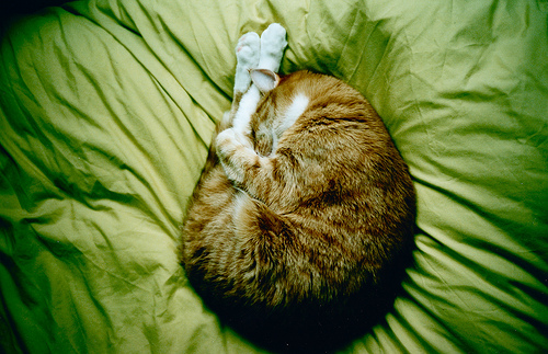 布団の上で眠る猫